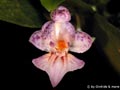 Phalaenopsis appendiculata