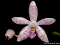 Phalaenopsis boxalii