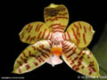 Phalaenopsis fasciata