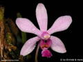 Phalaenopsis hainanense