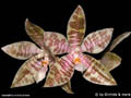 Phalaenopsis hieroglyphica