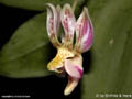Phalaenopsis minus