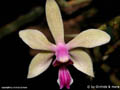 Phalaenopsis stobartiana