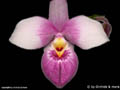 Phragmipedium Hanne Popow
