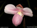 Phragmipedium andreettae