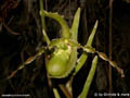 Phragmopedium boisserianum