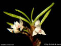 Pitiphyllum