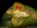 Pleurothallis spec
