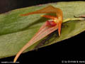 Pleurothallis spec