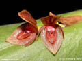 Pleurothallis spec