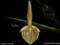 Pleurothallis spec