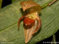 Pleurothallis spec