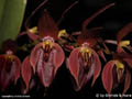 Pleurothallis alvaroi