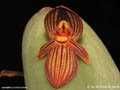 Pleurothallis spec