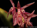Pleurothallis spec