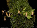 Pleurothallis spec