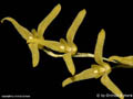 Pleurothallis stenophylla
