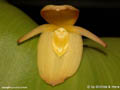 Pleurothallis titan