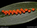 Pleurothallis truncata