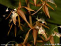 Polycycnis muscifera