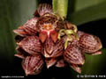 pleurothallis inflata