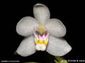 Pteroceras semiteretifolium