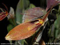Restrepia