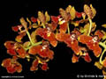 Rudolfiella saxicola