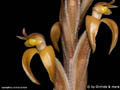 Sarcoglottis portillae