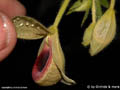 Selenipedium aequinoctale