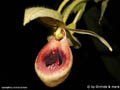 Selenipedium aequinoctale