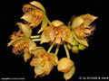 Sievekingia reichenbachiana