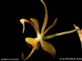 Sigmatostalix brevicornis