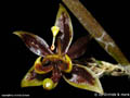Sigmatostalix