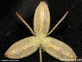 Sigmatostalix sergii