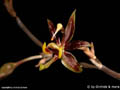 Sigmatostalix spec