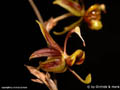 Sigmatostalix spec