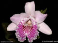 Sobralia rosea