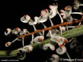 Solenangis aphylla