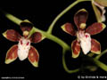 Solenidium peruvianum