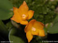 Sophronitis cernua var. flava