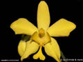 Spathoglottis vanoverberghii