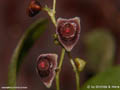 Stelis spec