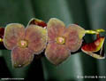 Stelis spec