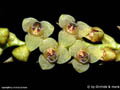 Stelis spec