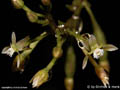 Stellilabium