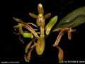 Systeloglossum ecuadorense