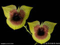 Telipogon spec