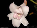Teuscheria cornucopiae