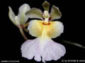 Tolumnia gauntlettii
